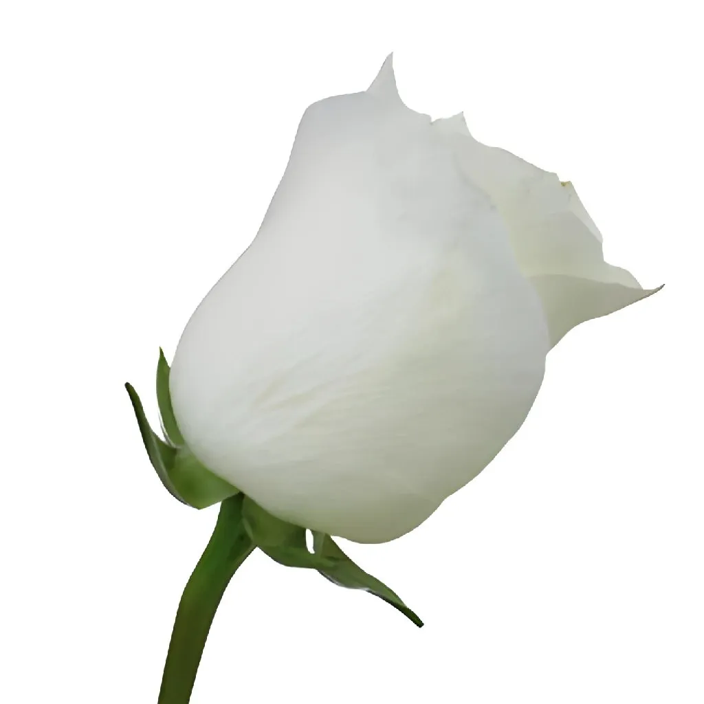 Innocence White Rose