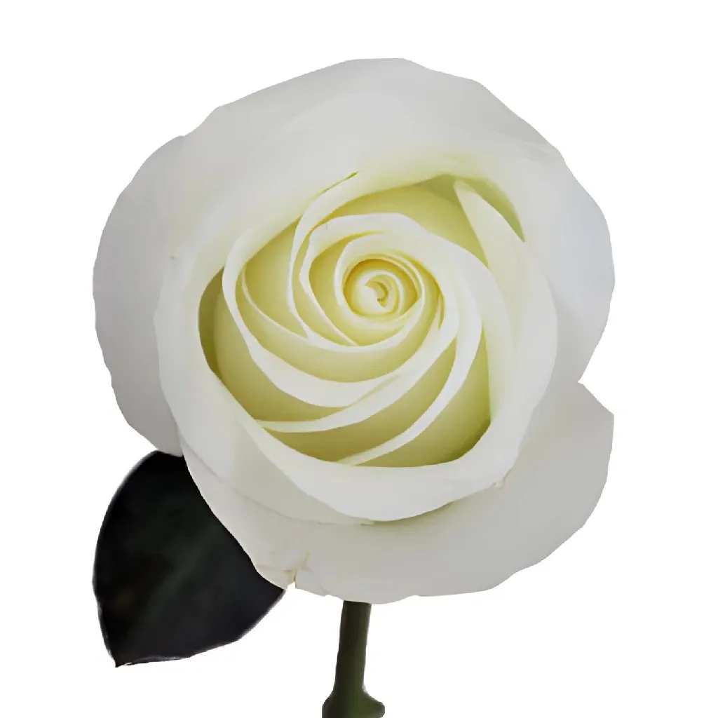 Innocence White Rose